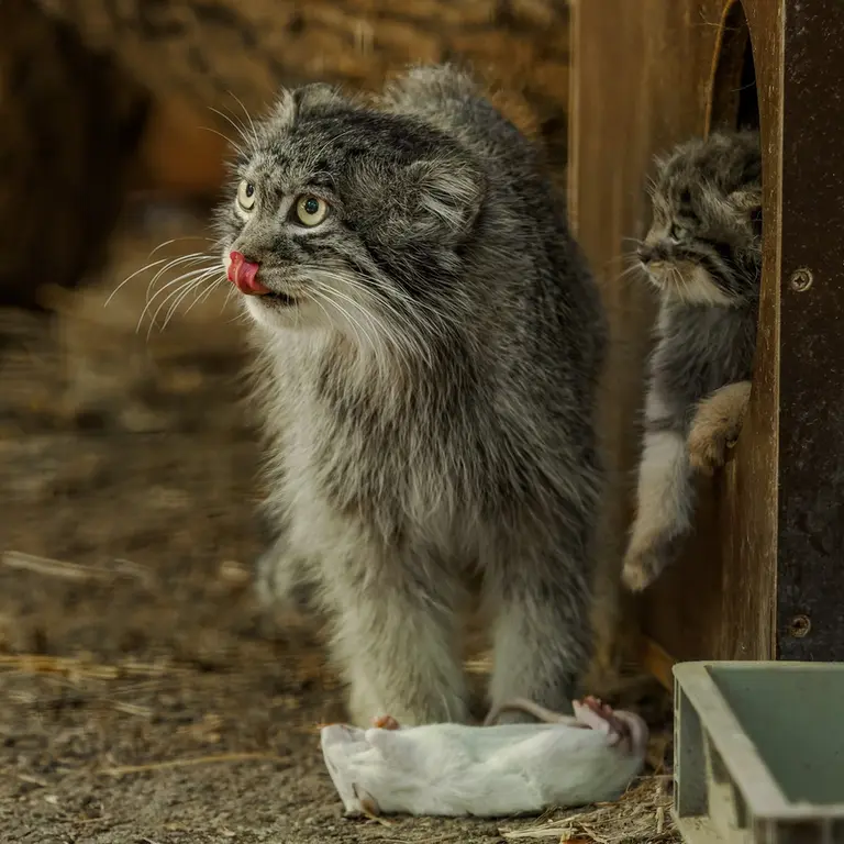 ブルノ動物園のアリウナーの写真