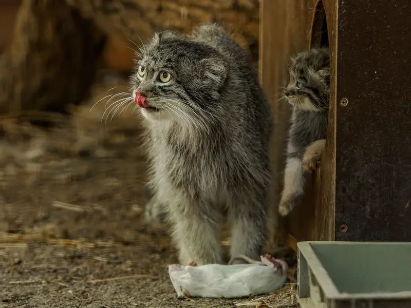 ブルノ動物園のアリウナーの写真