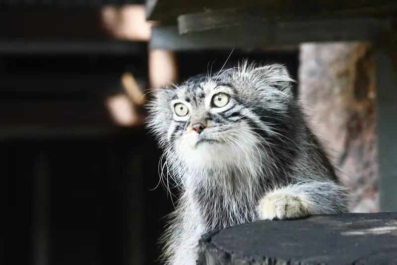 モスクワ動物園のティモフェイの写真
