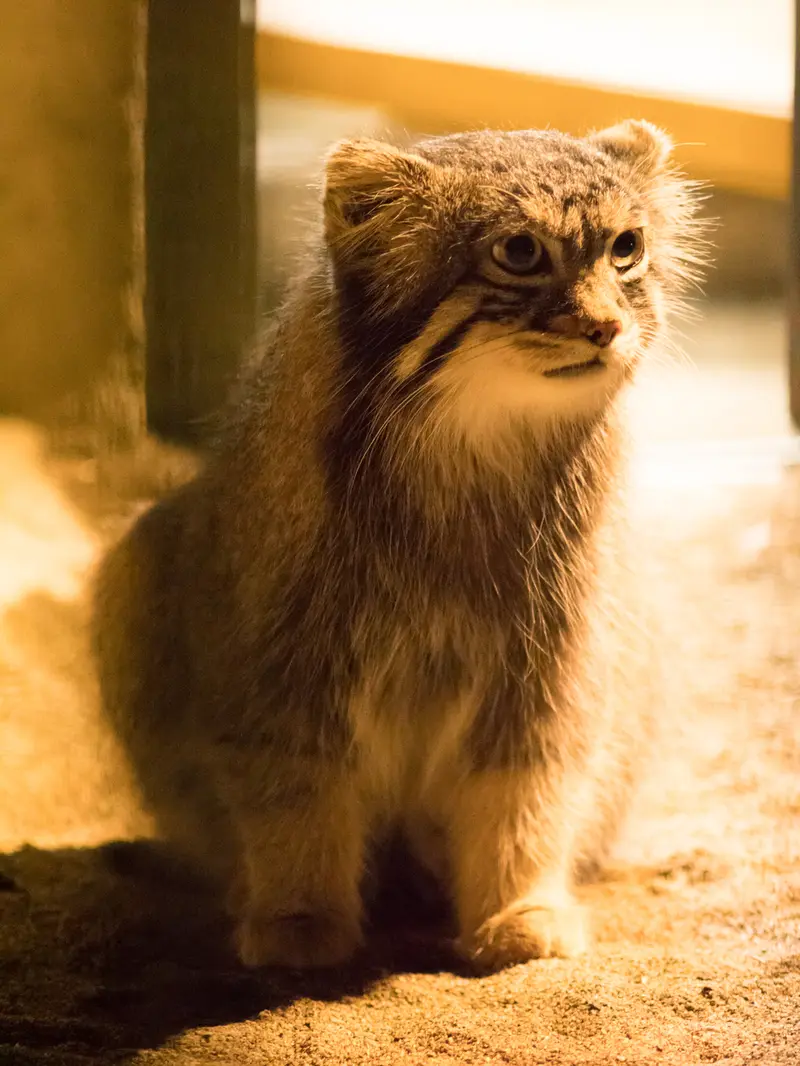 野毛山動物園のフィーガの写真