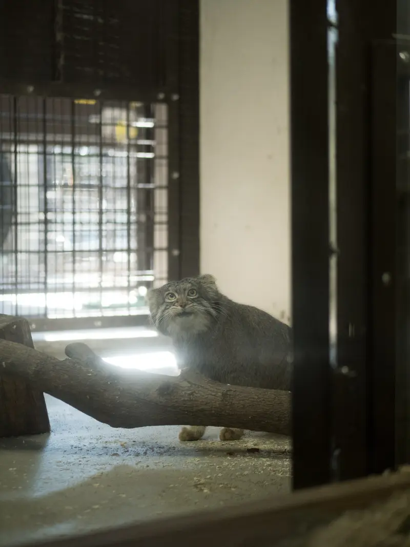 野毛山動物園のフィーガの写真