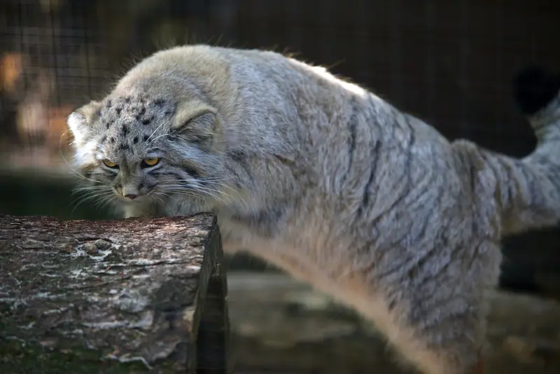 コシツェ動物園のアラニの子（2026年生まれ）Ⅱの写真