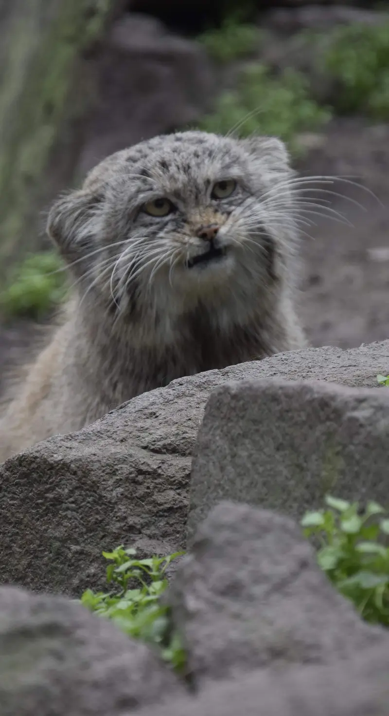 ブダペスト動物園・植物園のマヌエルの写真