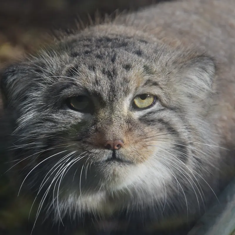 ブダペスト動物園＆植物園のボフスの写真