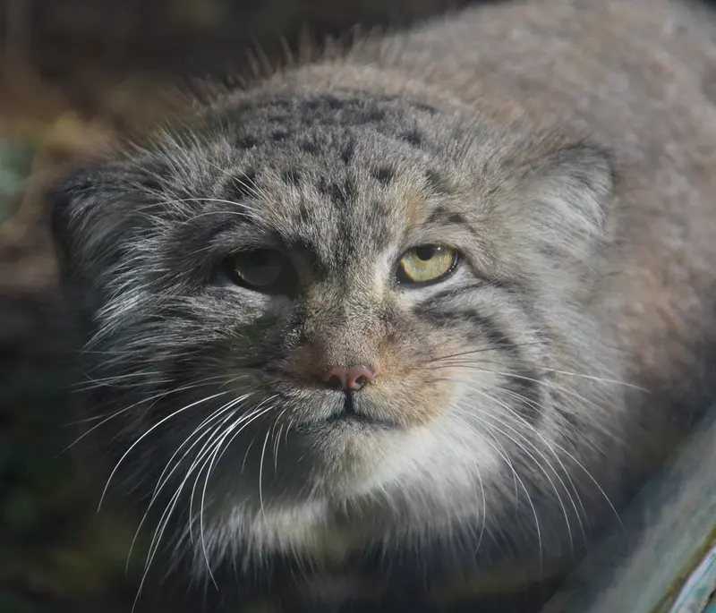 ブダペスト動物園＆植物園のボフスの写真