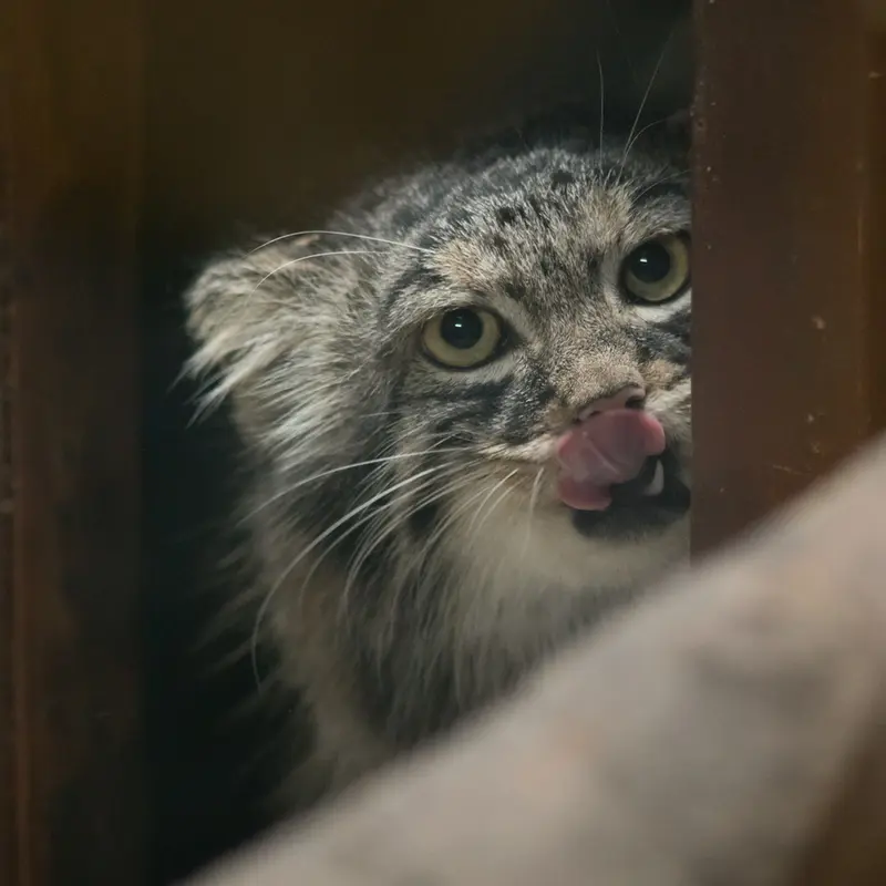 恩賜上野動物園のサフランの写真