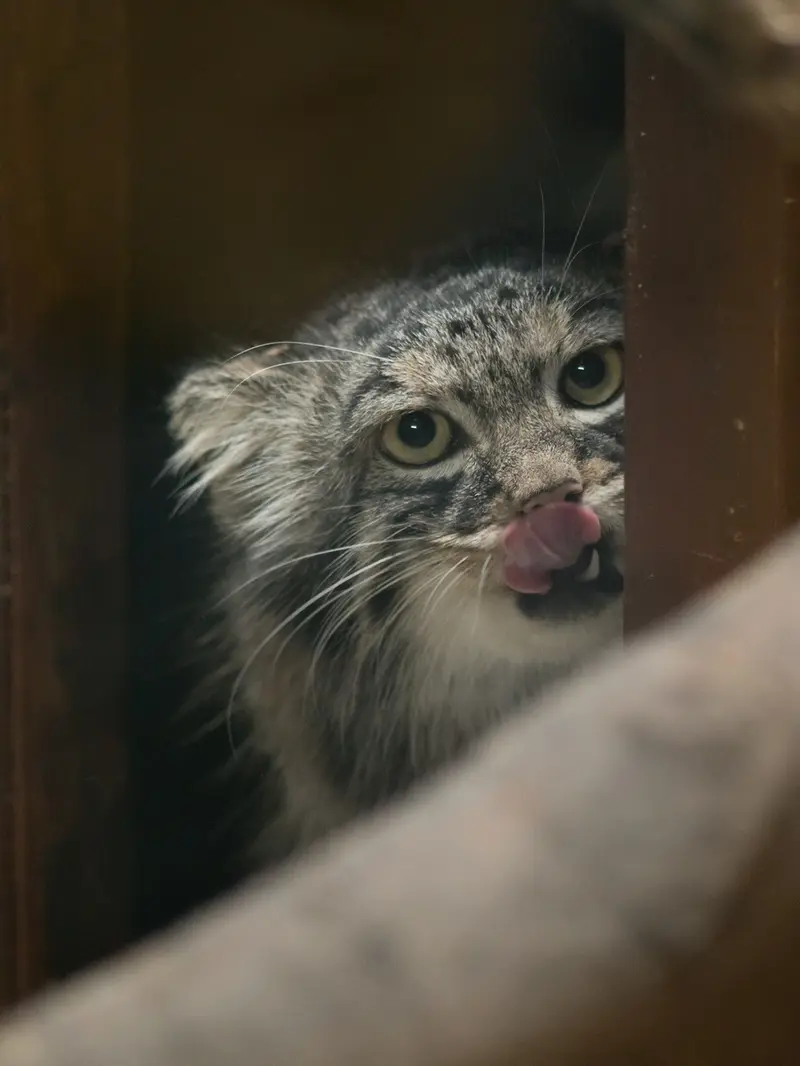 恩賜上野動物園のサフランの写真