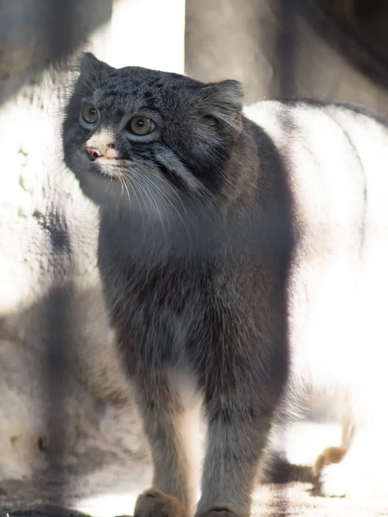 野毛山動物園のフィーガの写真
