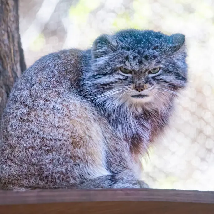 シャイアン・マウンテン動物園のボーの写真