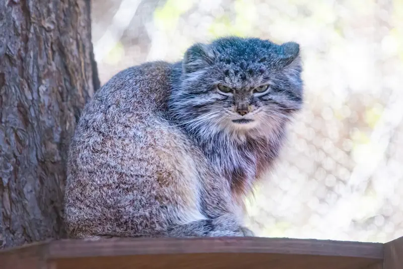 シャイアン・マウンテン動物園のボーの写真