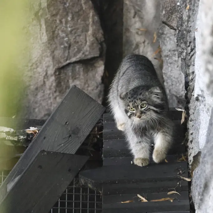 モスクワ動物園のティモフェイの写真
