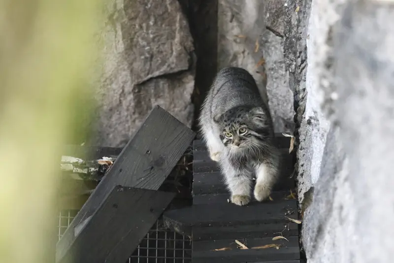 モスクワ動物園のティモフェイの写真