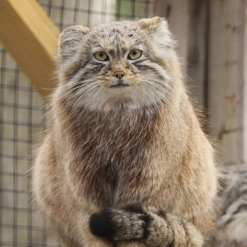 ビンガムトン動物園（ロス・パーク）のルビーの写真