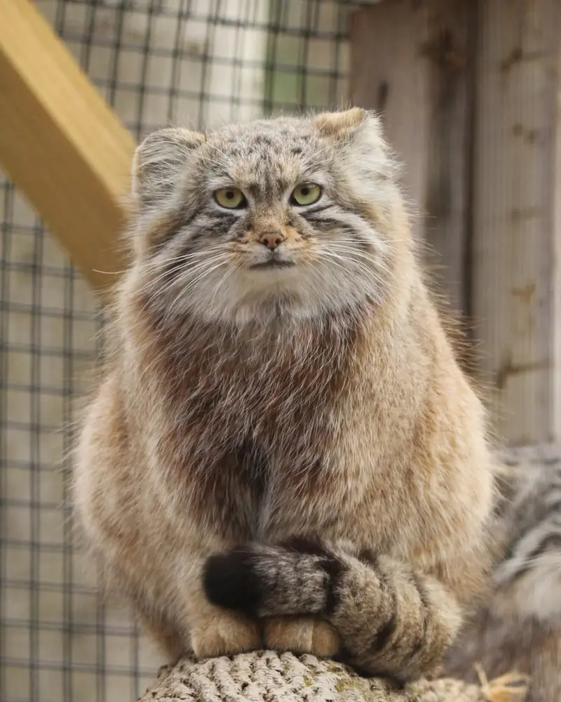 ビンガムトン動物園（ロス・パーク）のルビーの写真