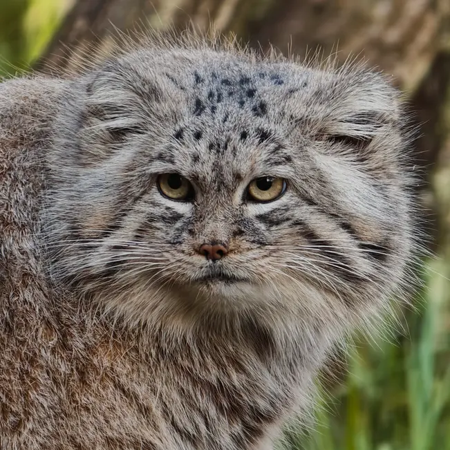 グダニスク動物園のマヌエルの写真
