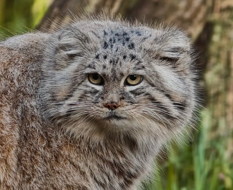 グダニスク動物園のマヌエルの写真