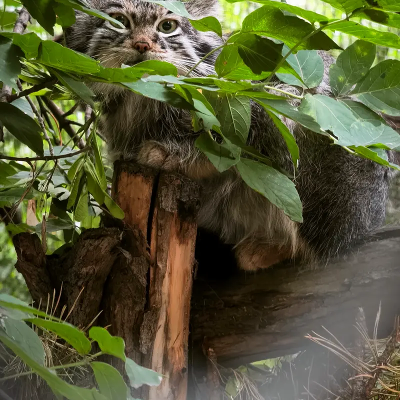 ノヴォシビルスク動物園のスネジンカの写真