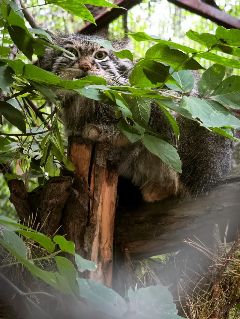 ノヴォシビルスク動物園のスネジンカの写真