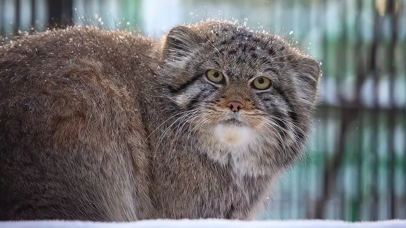 ノヴォシビルスク動物園のマヌルネコの写真