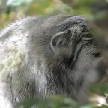 シャイアン・マウンテン動物園のマヌルネコの写真