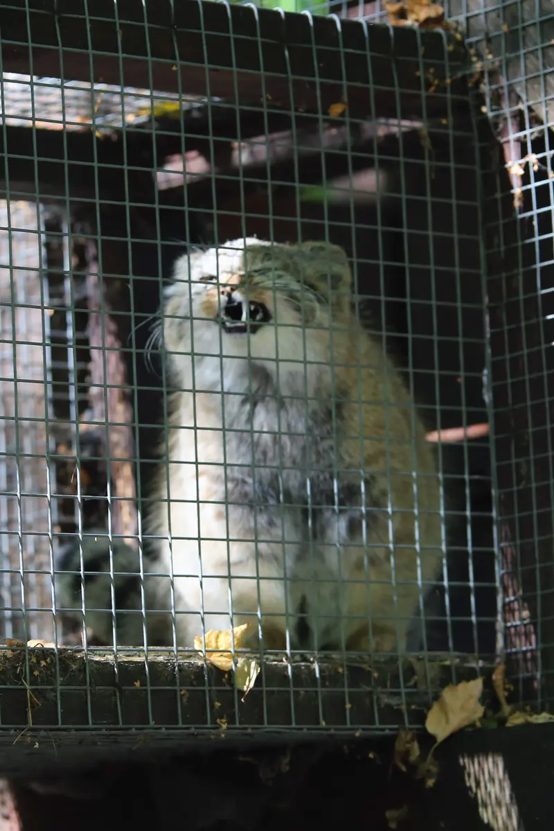 コシツェ動物園のアラニの子（2026年生まれ）Ⅱの写真