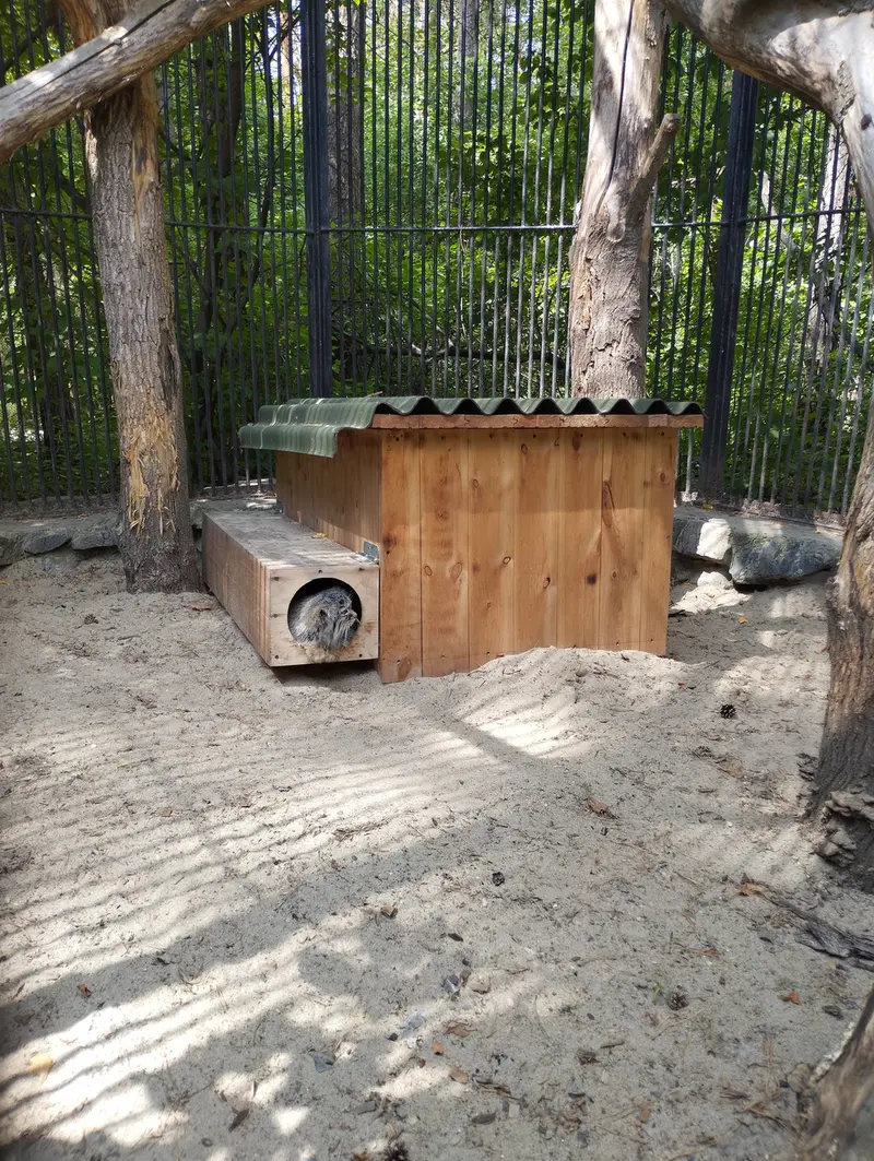 ノヴォシビルスク動物園のマヌルネコの写真