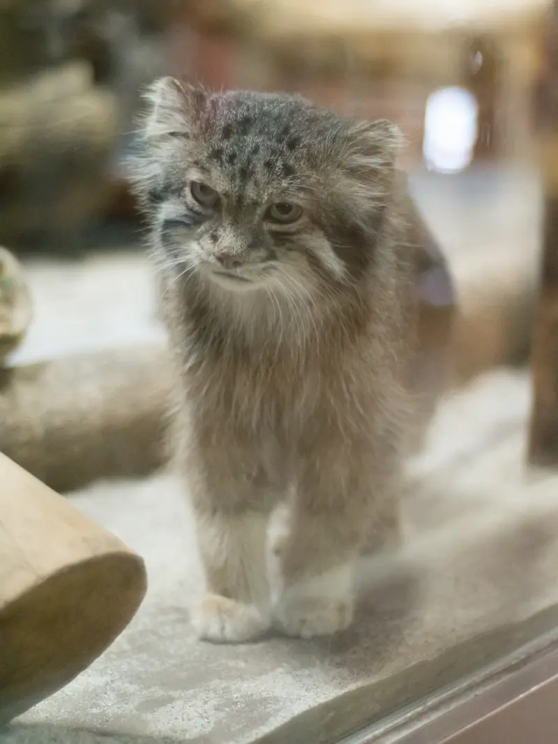 恩賜上野動物園のクリョンの写真