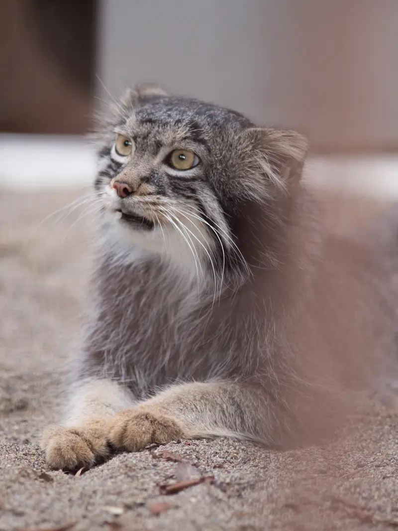 野毛山動物園のフィーガの写真