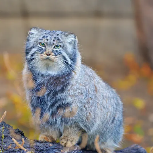 モスクワ動物園のダーライの写真