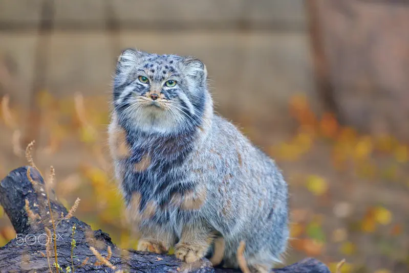モスクワ動物園のダーライの写真