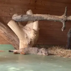 エレバン動物園のマヌルネコの写真