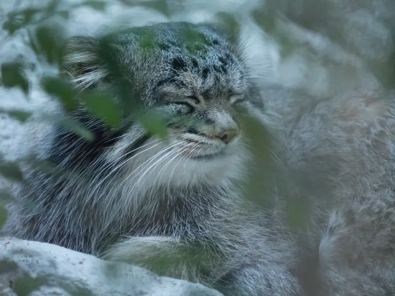 野毛山動物園のフィーガの写真