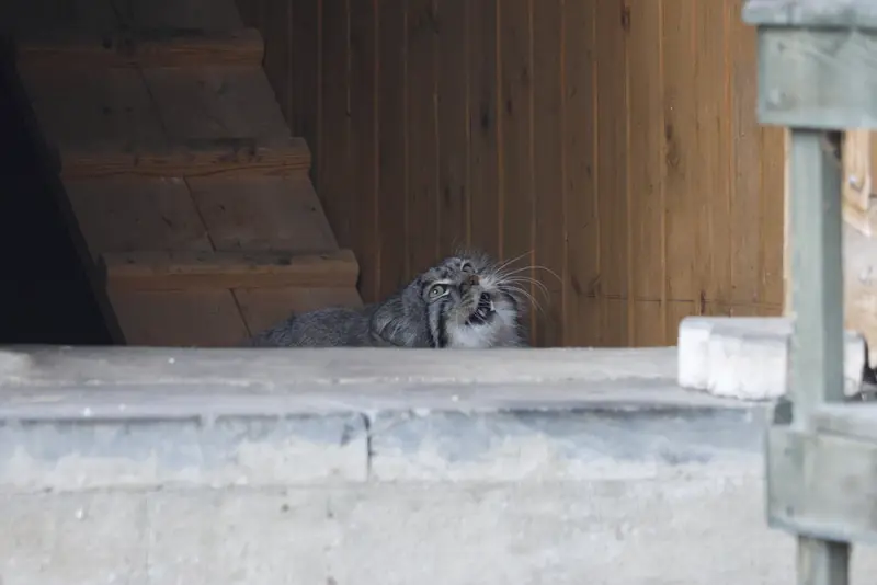 モスクワ動物園のティモフェイの写真
