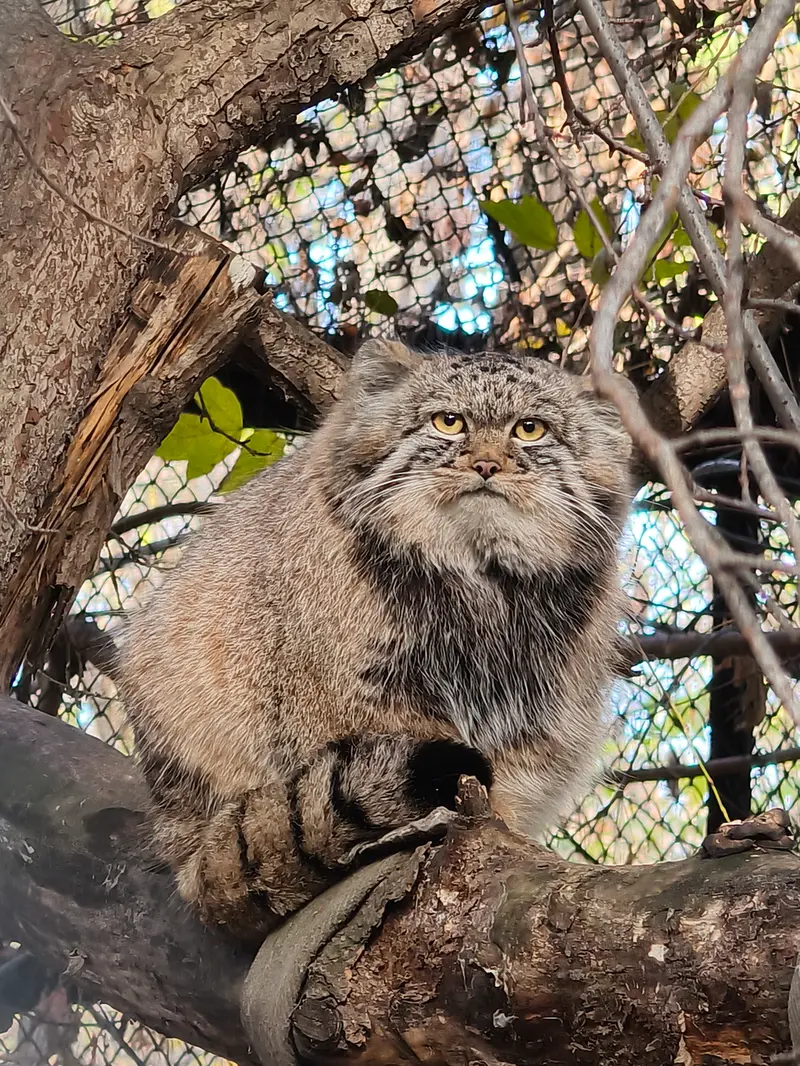 ノヴォシビルスク動物園のアデルの息子（2026年生まれ）Ⅲの写真