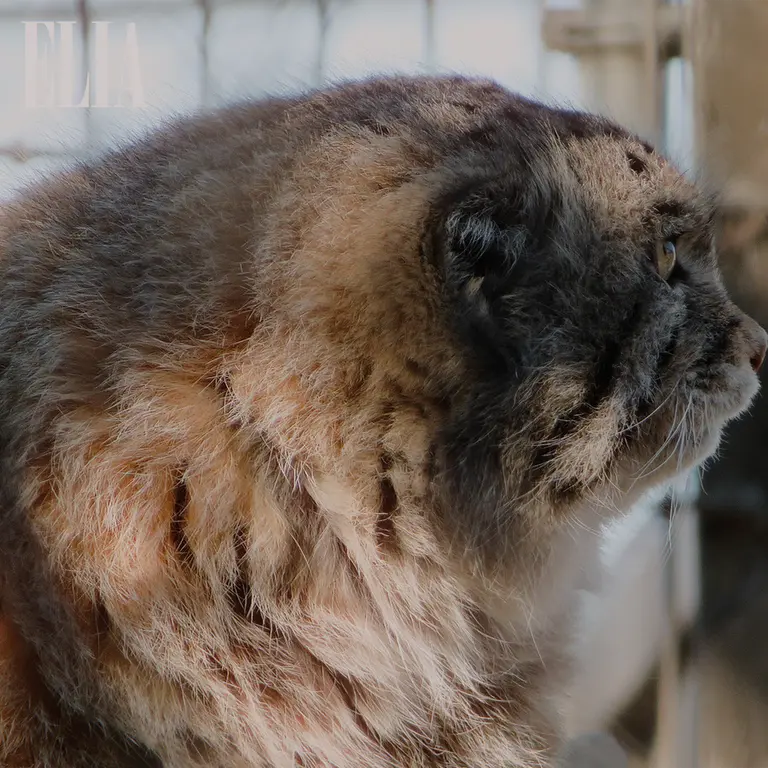 カルガリー動物園 / ワイルダー研究所のオラフの写真