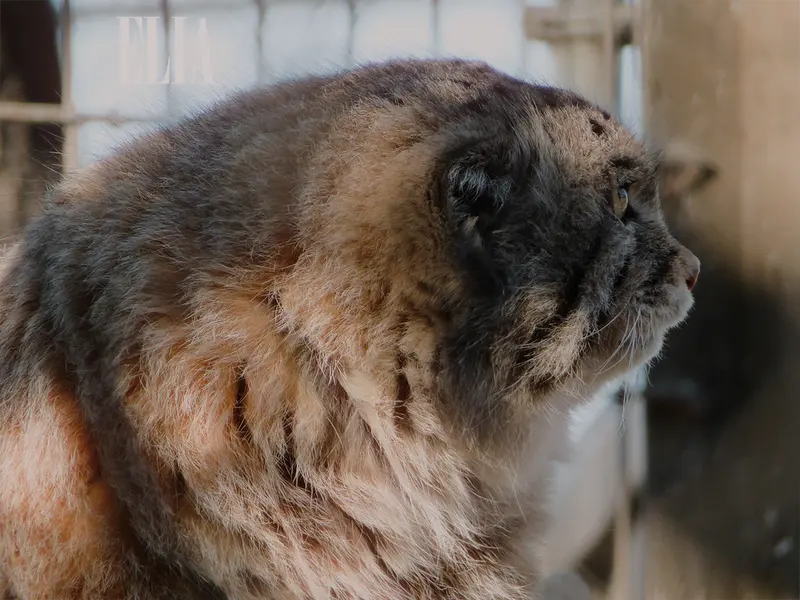 カルガリー動物園 / ワイルダー研究所のオラフの写真