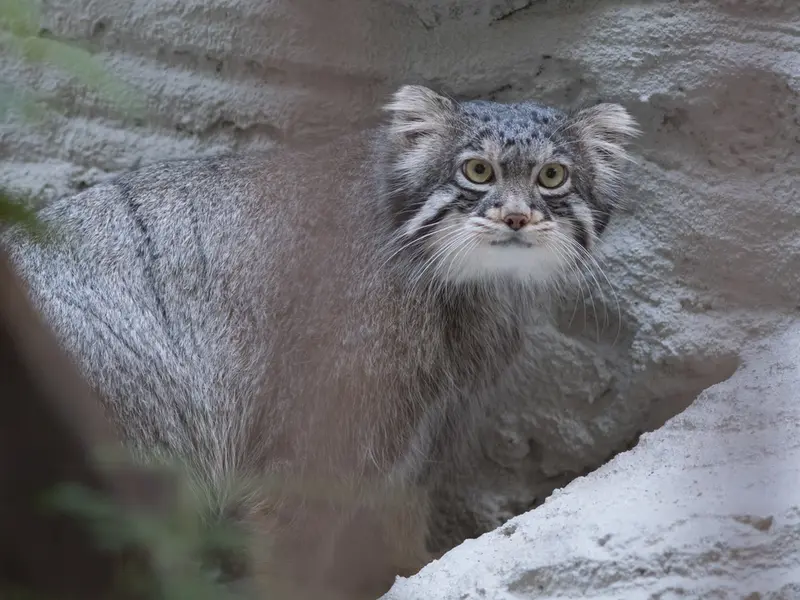 野毛山動物園のフィーガの写真
