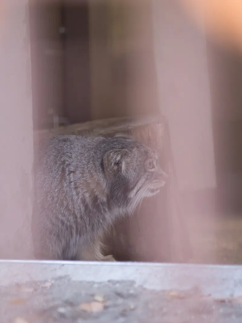 野毛山動物園のフィーガの写真