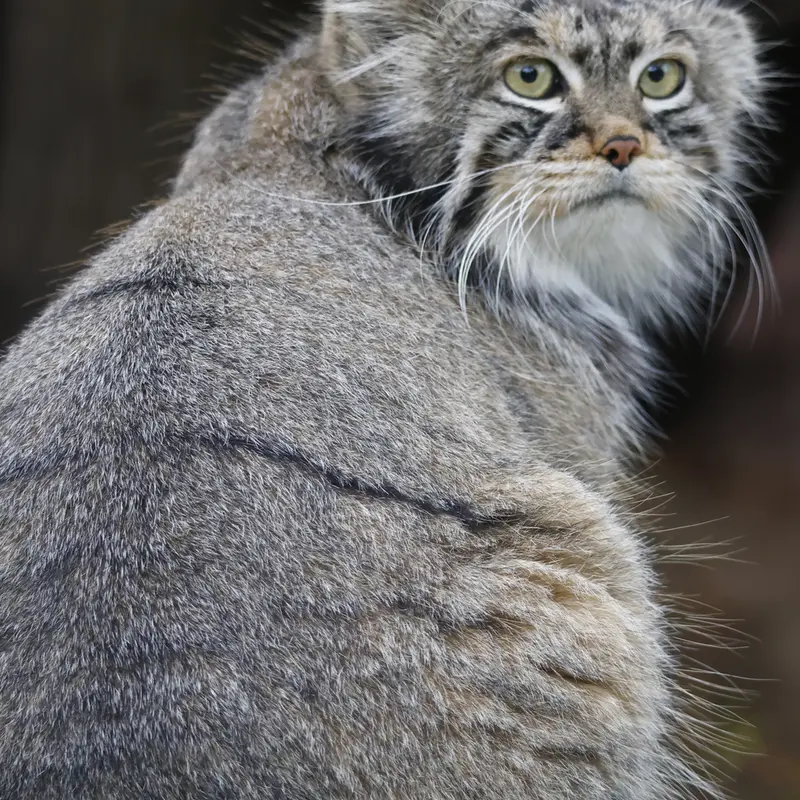 モスクワ動物園のティモフェイの写真