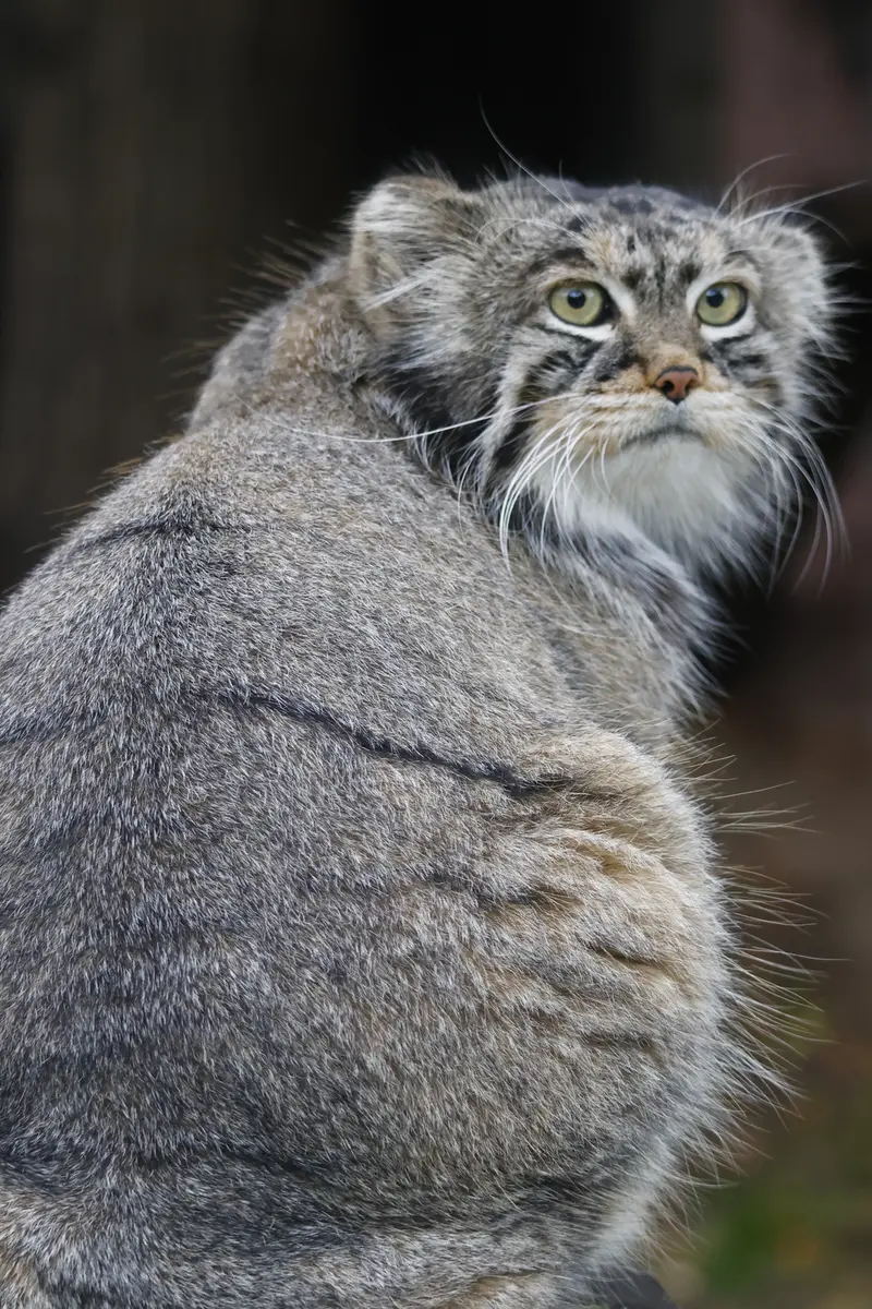 モスクワ動物園のティモフェイの写真