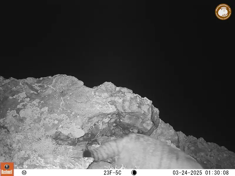 ベッショキー1カメラトラップで撮影したOtocolobus manul manulの写真