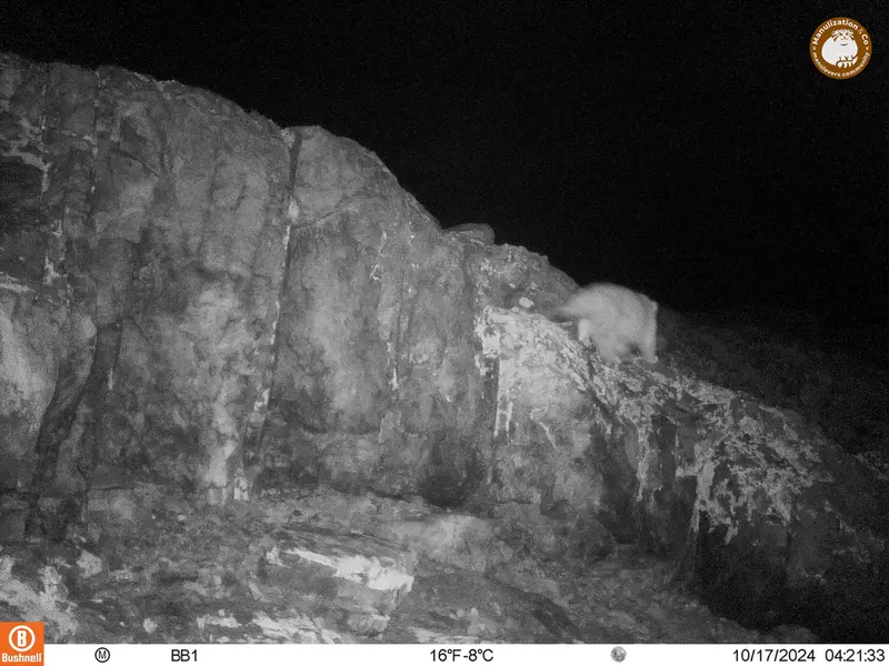 アクタス＝クンコラ［新］カメラトラップで撮影したOtocolobus manul manulの写真