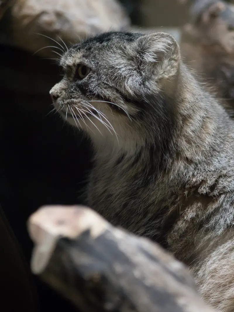 恩賜上野動物園のプリームラの写真
