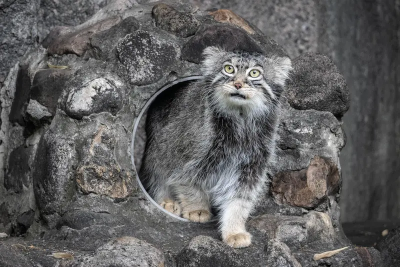 モスクワ動物園のティモフェイの写真