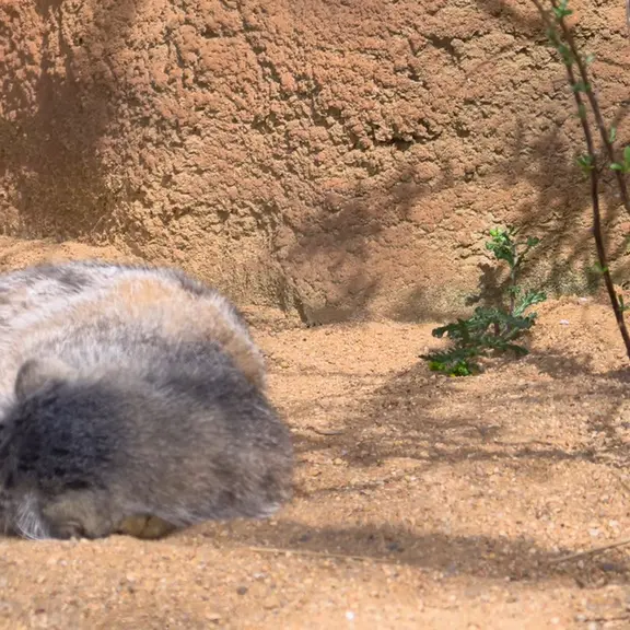 プラハ動物園のマヌルネコの写真