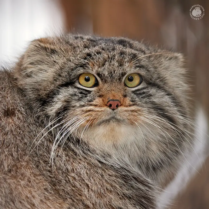 ノヴォシビルスク動物園のマヌルネコのマリク