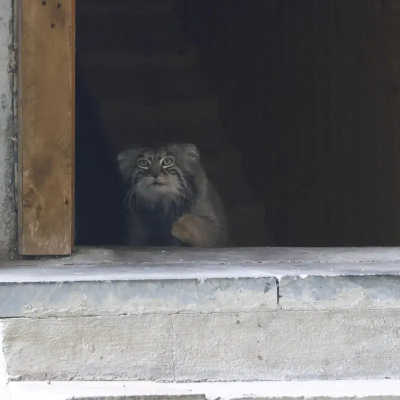 モスクワ動物園のティモフェイの写真