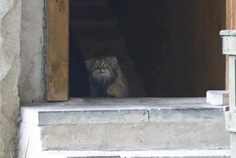 モスクワ動物園のティモフェイの写真