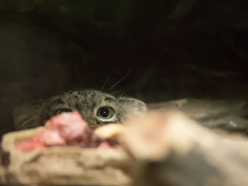 恩賜上野動物園のサフランの写真