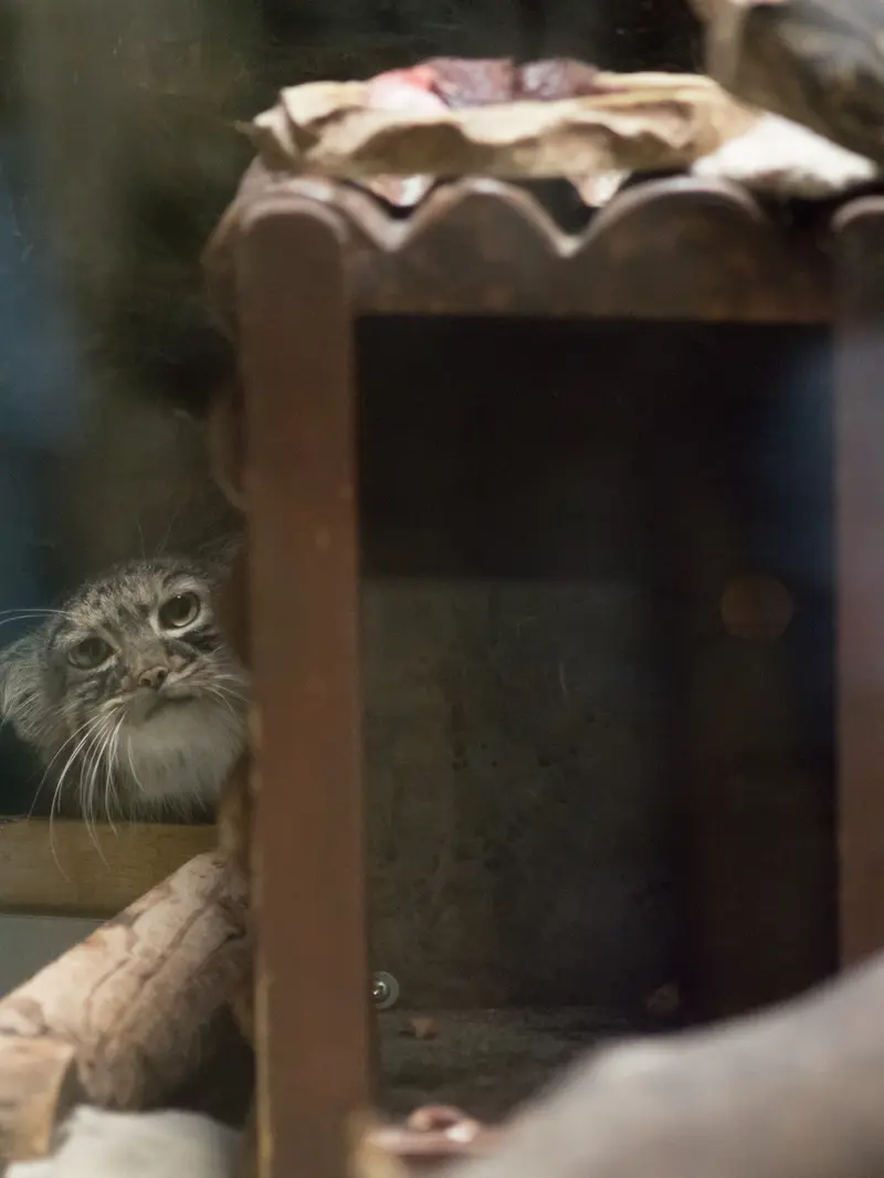 恩賜上野動物園のサフランの写真